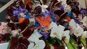 مرکز‌تخصصی ارتودنسی تبریز ( دکتر آرمان شایان )