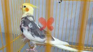 دامپزشکی مشتاق