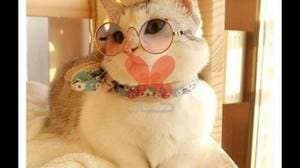 کلینیک دامپزشکی مهر