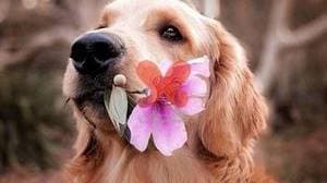 دامپزشکی رودیا