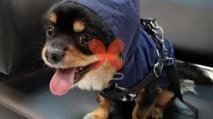 کلینیک دامپزشکی دکتر پویا