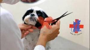 بیمارستان دامپزشکی اوینا