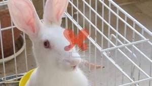 کلینیک دامپزشکی آبان