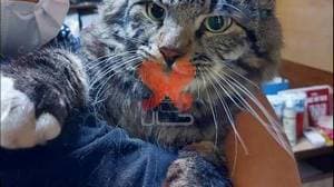 کلینیک دامپزشکی آریانا