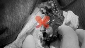 دندانپزشکی حیوانات