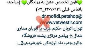 کلینیک اختصاصی پرندگان زینتی غرب (دکتر حامد مفیدی)