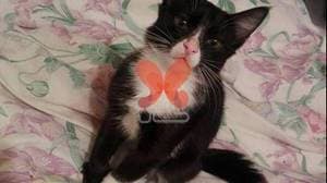 کلینیک دامپزشکی ظفر