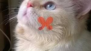 کلینیک دامپزشکی سبلان