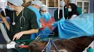 بیمارستان تخصصی دامپزشکی دانشگاه کرمان