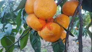 سورتینگ مرکبات دکتر رضایی