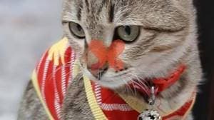 درمانگاه تخصصی دامپزشکی دکتر کاکوئی